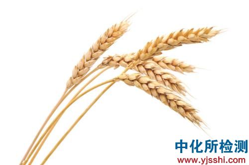小麥檢測