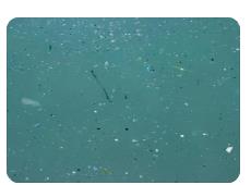 海洋生物微塑料檢測 